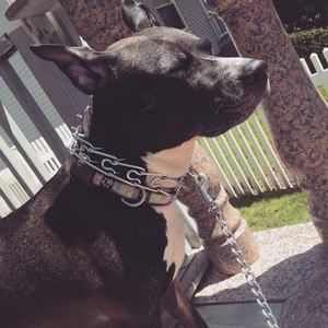 Meet your Posher, Jasmine